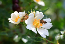 Honeybee-Flowers-Bee01